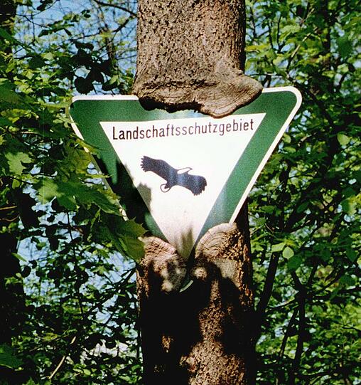 Dem "Mythos Wald" geht die Landesausstellung im Kloster Ettal nach.