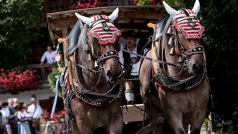 Beim Rosstag in Rottach-Egern am Tegernsee ziehen Kutscher mit prächtig geschmückten Pferden und Pferdekutschen durch den Ort.