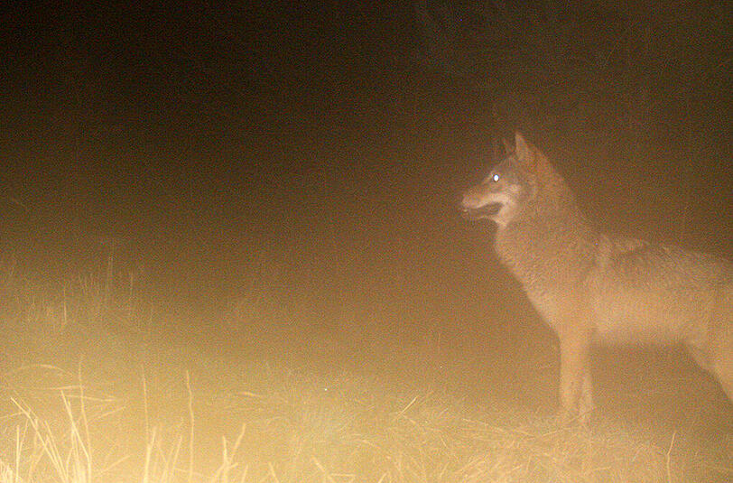 Der Wolf wurde südlich von Memmingen gesichtet. (Archivbild)