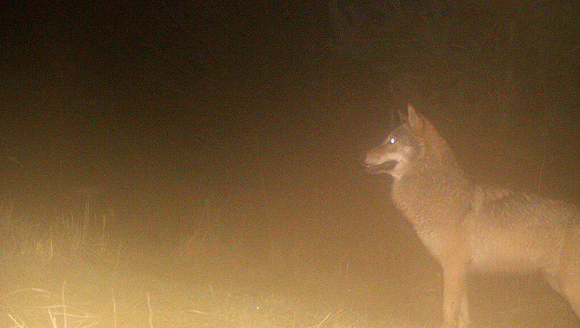 Der Wolf wurde südlich von Memmingen gesichtet. (Archivbild) Der Wolf wurde südlich von Memmingen gesichtet. (Archivbild)