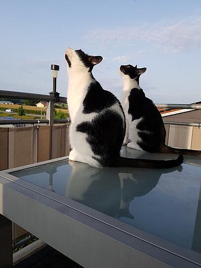 Sammy & Benny