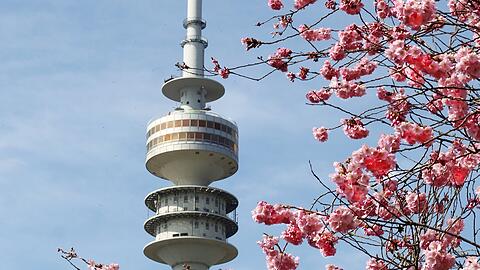 Turm und volle Blüte: Passt!