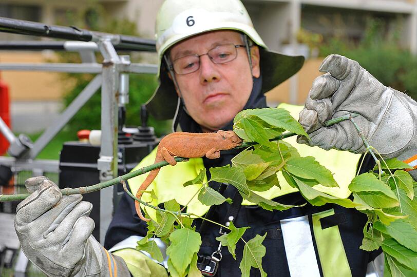 ...und offensichtlich nicht mehr in der Lage, sich zu tarnen. Die Feuerwehr rettet es.