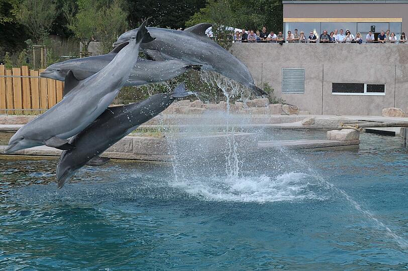 Der Zoo lobt die neue Lagune als "naturnahe Wasserwelt".