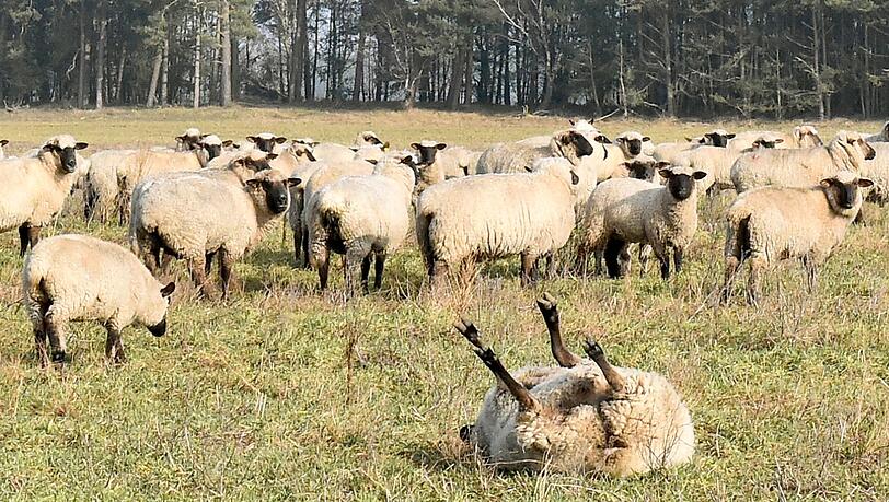 Die umgekippten Schafe konnten nicht mehr aufstehen (Symbolfoto).