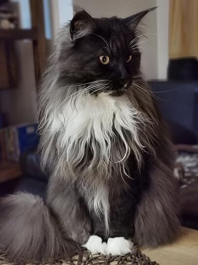 Mia