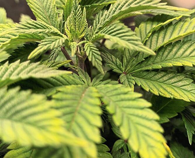 Künftig soll in Freilassing Cannabis angebaut werden.