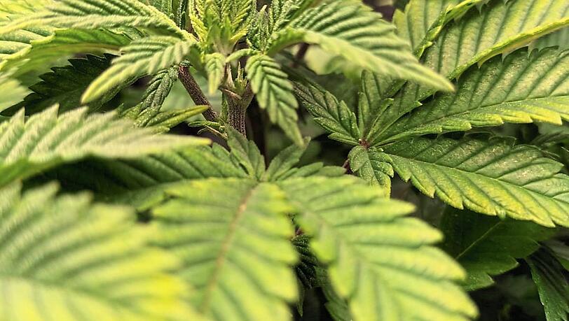 Künftig soll in Freilassing Cannabis angebaut werden. Künftig soll in Freilassing Cannabis angebaut werden.