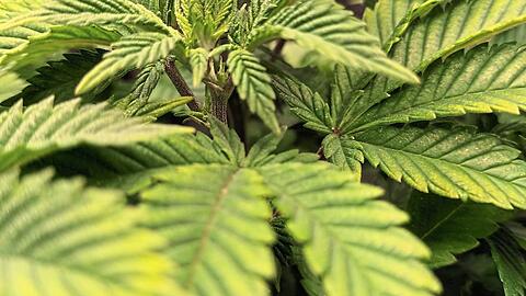 Künftig soll in Freilassing Cannabis angebaut werden.