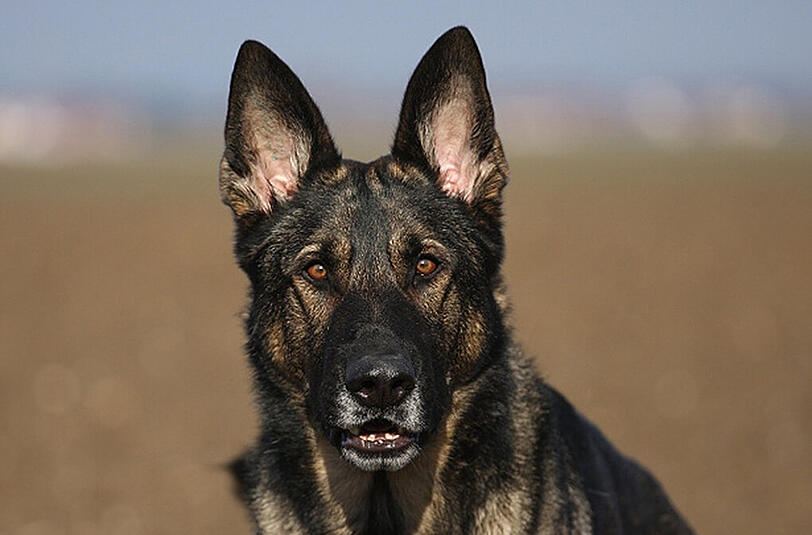 Polizeispürhund "Jupp" zeigte großes Interesse am Inhalt der Taschen.