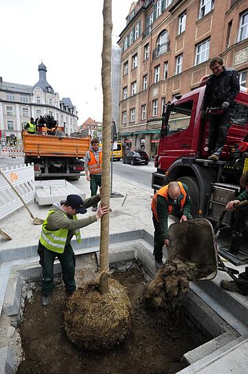 In der Gleichmannstraße werden die neuen Robinien platziert.