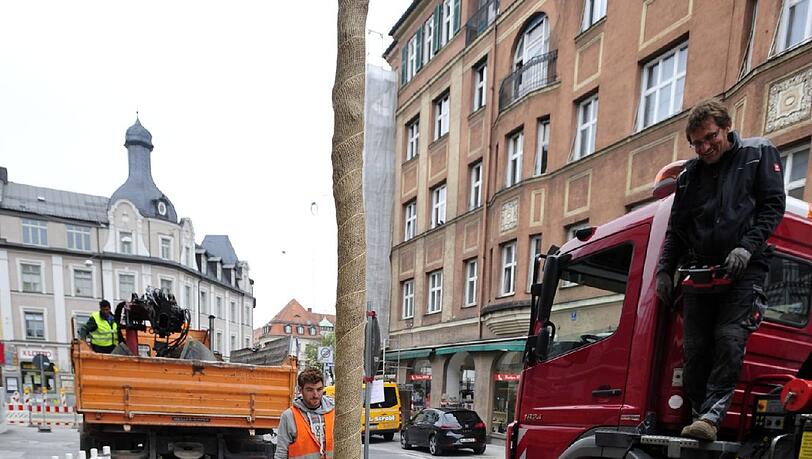 In der Gleichmannstraße werden die neuen Robinien platziert. In der Gleichmannstraße werden die neuen Robinien platziert.