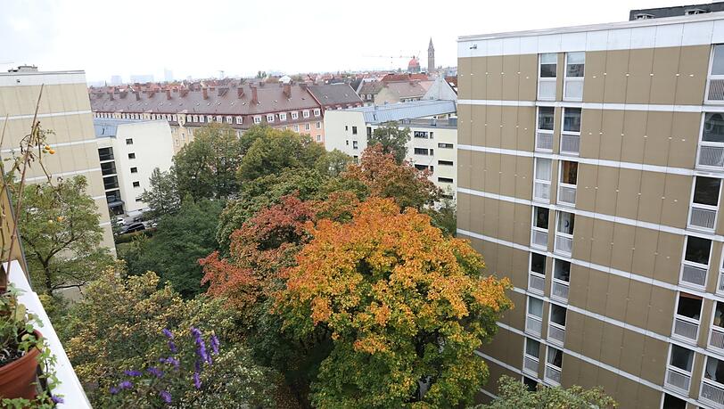 Diese Bäume im Innenhof sollen für die Bebauung fallen. Dabei ist drumherum eh schon so viel Beton. Diese Bäume im Innenhof sollen für die Bebauung fallen. Dabei ist drumherum eh schon so viel Beton.