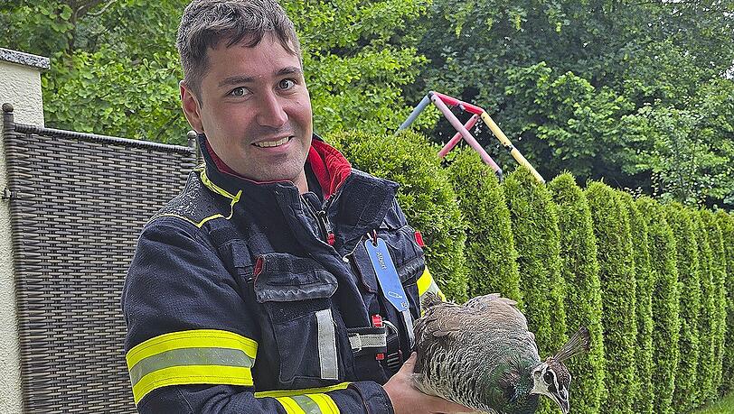 Die Feuerwehr schnappte den entkommenen Pfau endlich. Die Feuerwehr schnappte den entkommenen Pfau endlich.