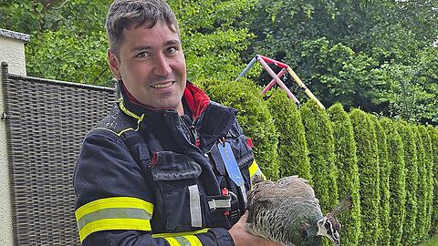 Die Feuerwehr schnappte den entkommenen Pfau endlich.