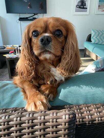 Sammy