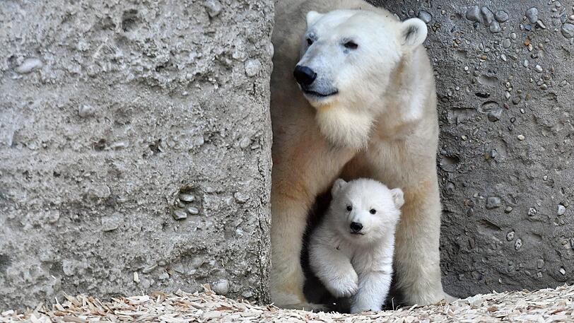 Fast 19.000 Tiere und 758 Arten bevölkern den Tierpark insgesamt.
