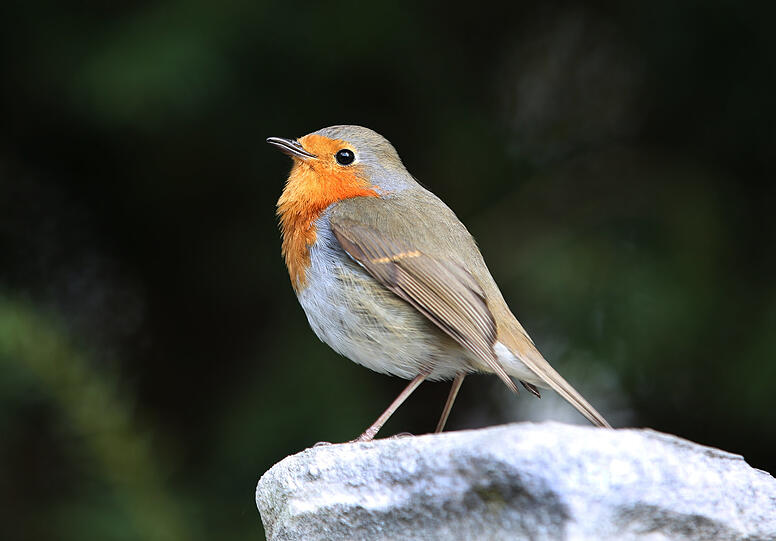 Der Vogel des Jahres 2021: Ein Rotkehlchen posiert auf einem Grabstein.