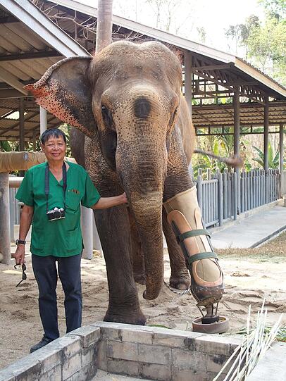 Motalas Mahut Somchai mit dem Tierarzt Preecha Phuangkum (r.) und der Elefantenkuh.