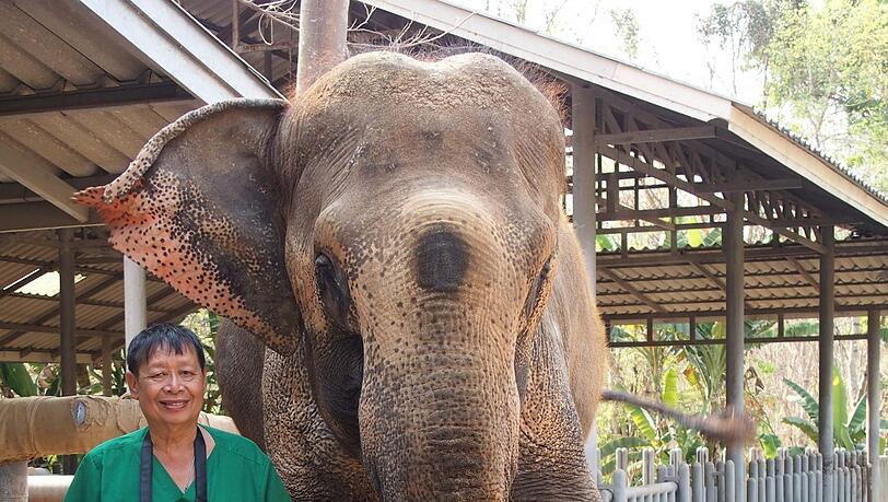 Motalas Mahut Somchai mit dem Tierarzt Preecha Phuangkum (r.) und der Elefantenkuh. Motalas Mahut Somchai mit dem Tierarzt Preecha Phuangkum (r.) und der Elefantenkuh.