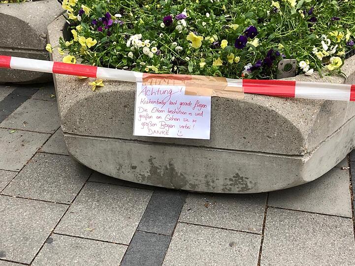 Neuer Rückzugsort der Krähenfamilie: Eine Blumenrabatte in der Fußgängerzone.