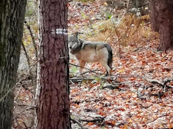 Ein Wolf steht in einem Wald. Foto: Sabine Baschke/dpa/Symbolbild