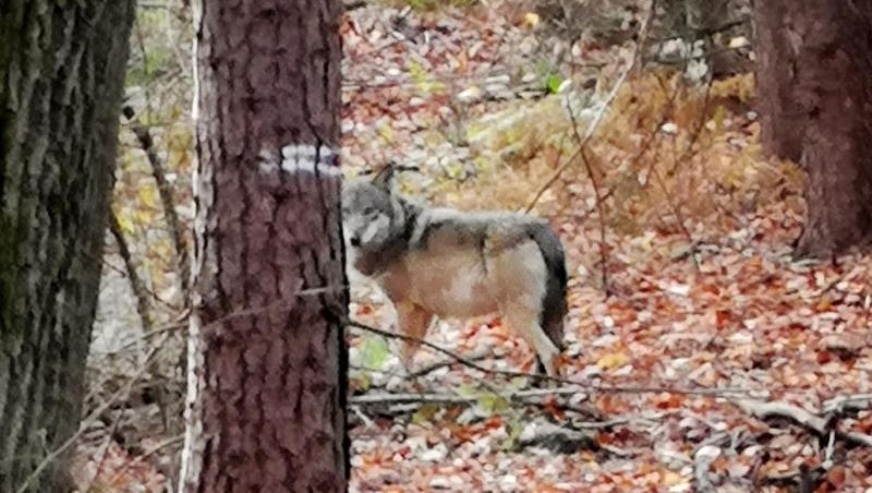 Ein Wolf steht in einem Wald. Foto: Sabine Baschke/dpa/Symbolbild Ein Wolf steht in einem Wald. Foto: Sabine Baschke/dpa/Symbolbild