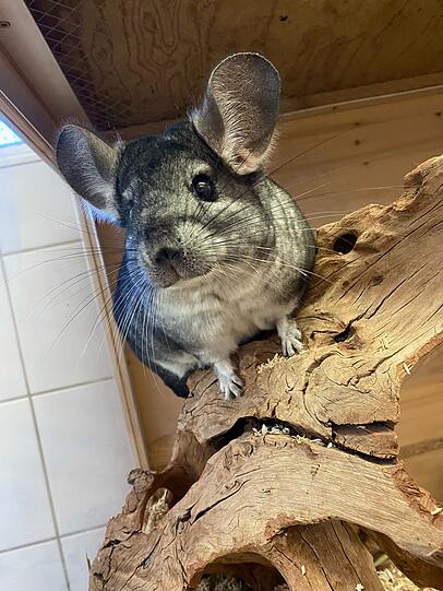 Chinchilla Buzz (3) zeigt sich lustig und selbstbewusst. Auch er braucht erfahrene Bezugspersonen. Die sozialen Nager dürfen nur in Grüppchen oder zu zweit gehalten werden. Mit Buben versteht sich das Kerlchen nicht, er wünscht sich eine Herzensdame.