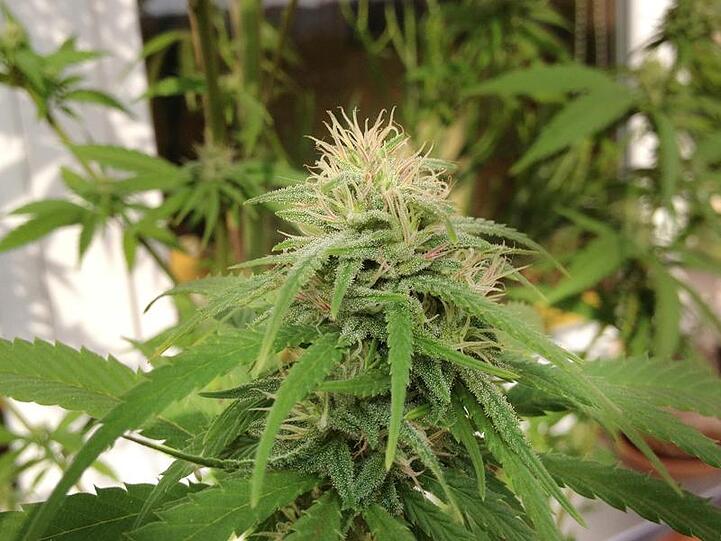Cannabis-Pflanzen auf dem Balkon einer Wohnung.