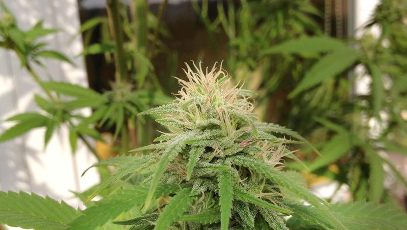 Cannabis-Pflanzen auf dem Balkon einer Wohnung. Cannabis-Pflanzen auf dem Balkon einer Wohnung.