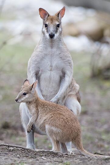 Januar 2015: Bei den Flikwallabys gibt es Nachwuchs. Mama Nina mit ihrem Wallaby-Baby Paula.