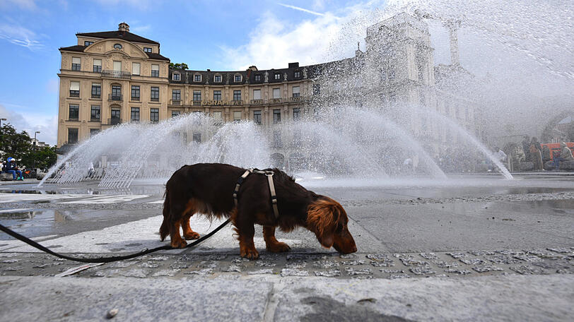 Dackel Cäsar erfrischt sich am frisch sanierten Stachus Brunnen.
