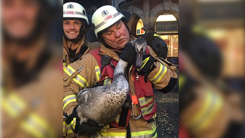 Nach 15 Minuten konnte die Feuerwehr den Schwan aus dem Berliner Gleisbett befreien.