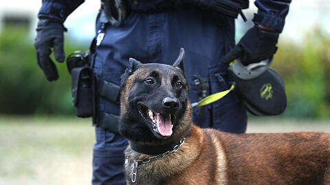 Razzia im Alten Botanischen Garten am Dienstag mit Spürhund Bandit: Zum Schutz der Pfoten trägt er Hundestiefelchen.
