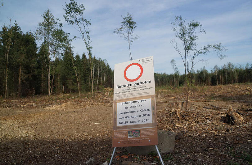 Schon im vergangenen Sommer wurden in Perlach viele Bäume wegen des Asiatischen Laubholzbockkäfers (ALB) gefällt.