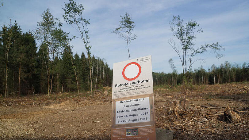 Schon im vergangenen Sommer wurden in Perlach viele Bäume wegen des Asiatischen Laubholzbockkäfers (ALB) gefällt. Schon im vergangenen Sommer wurden in Perlach viele Bäume wegen des Asiatischen Laubholzbockkäfers (ALB) gefällt.