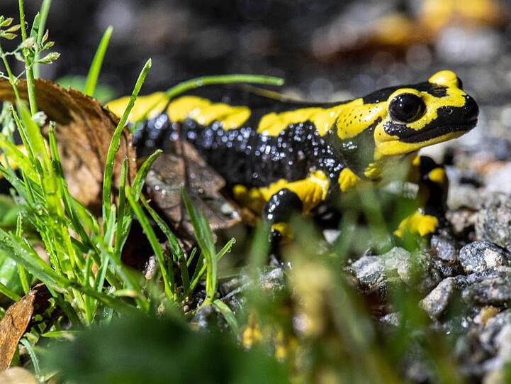Ein Feuersalamander kriecht über einen Waldweg. Foto: Boris Roessler/dpa/Symbolbild