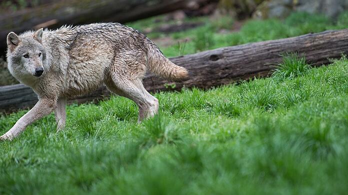 Ein Wolf läuft in der Natur.