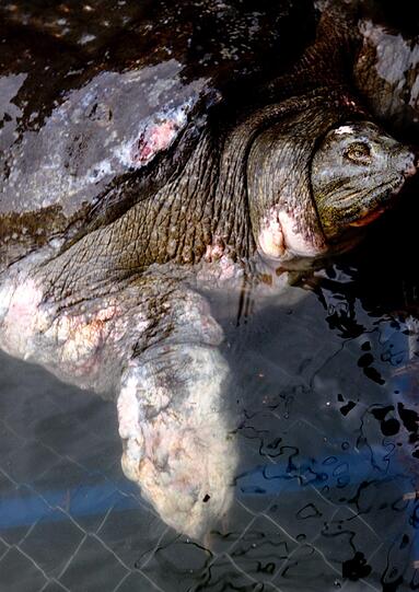 Die Schildkröte "Cu Rua" ist nach mehr als einem Jahrhundert Lebenszeit gestorben.
