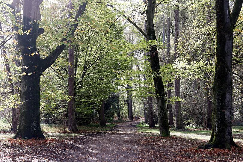 Alter Baumbestand im Balanpark, eigentlich Sophia-Goudstikker-Park.