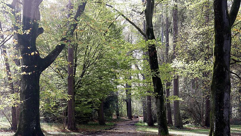 Alter Baumbestand im Balanpark, eigentlich Sophia-Goudstikker-Park. Alter Baumbestand im Balanpark, eigentlich Sophia-Goudstikker-Park.