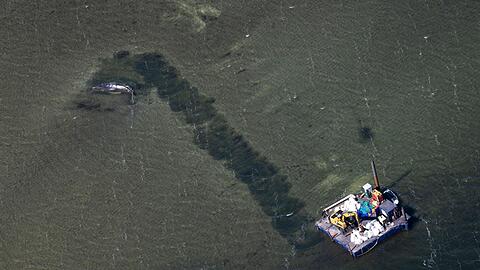 Der Abtransport des Wals soll durch eine Rinne erfolgen.