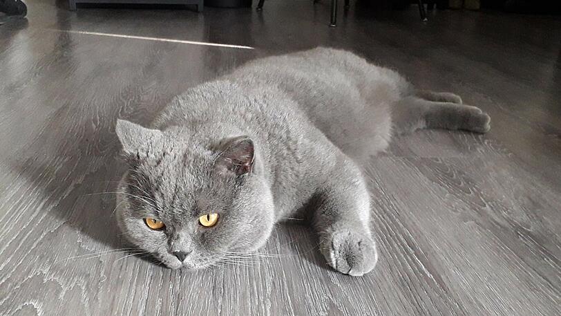 Moppi