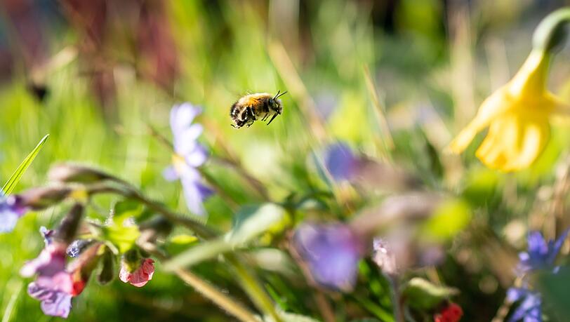Sich an der bunten Natur freuen statt zu mähen - dafür wirbt die Aktion "mähfreier Mai" Sich an der bunten Natur freuen statt zu mähen - dafür wirbt die Aktion "mähfreier Mai"