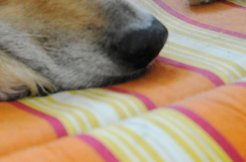 Der Hund lag noch tot in der Wohnung, als die Polizei klingelte. (Symbolbild)