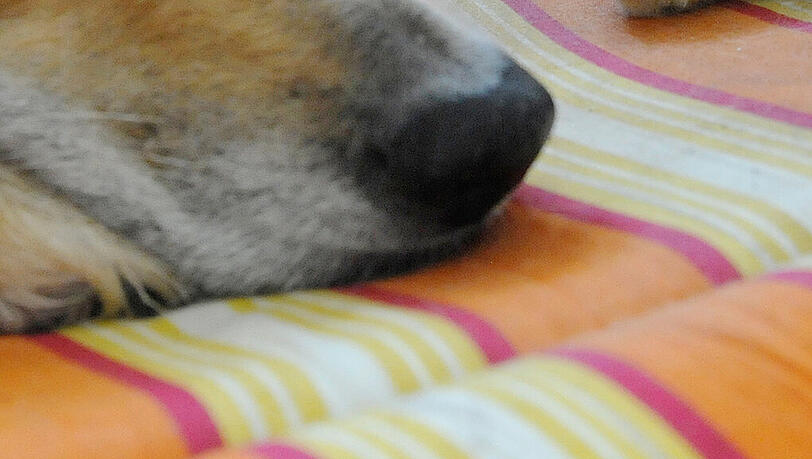 Der Hund lag noch tot in der Wohnung, als die Polizei klingelte. (Symbolbild) Der Hund lag noch tot in der Wohnung, als die Polizei klingelte. (Symbolbild)