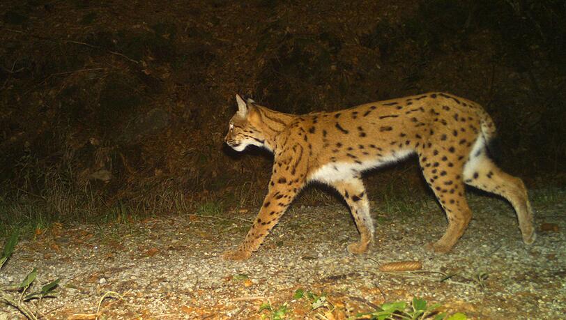 Insgesamt 22 Jungtiere leben nun in den beiden Nationalparken Bayerischer Wald und &Scaron;umava. (Symbolbild)