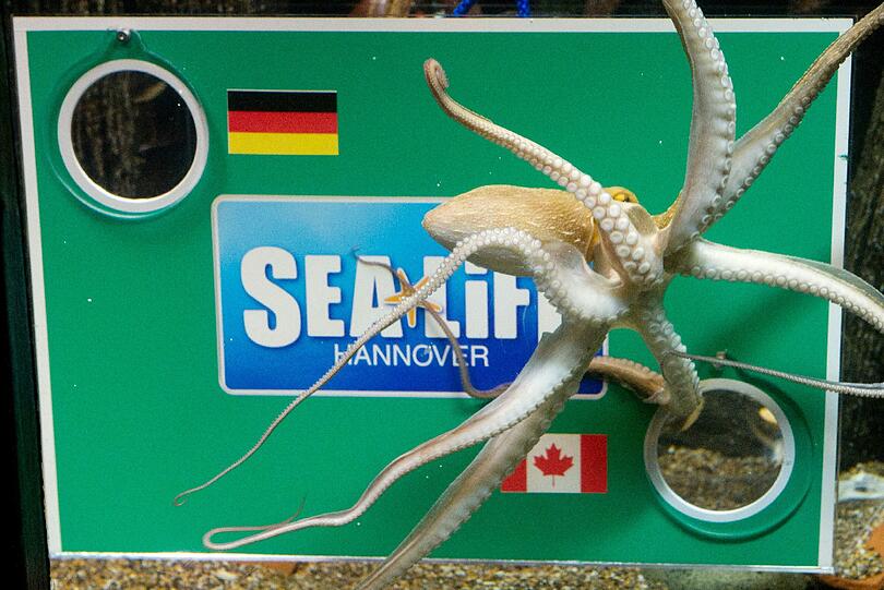 Das Kraken-Orakel für dei WM 2011.