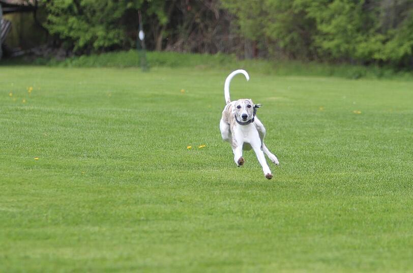 ...und schon geht's los! Sehen Sie hier die Bilder des Pasinger Hunderennens...