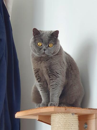 Cleo